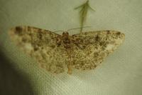 Parectropis similaria