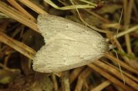 Pachycnemia hippocastanaria hippocastanaria