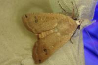 Noctua pronuba