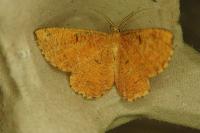 Angerona prunaria