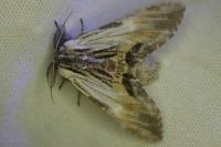 Harpyia milhauseri