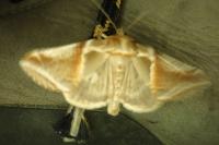 Habrosyne pyritoides
