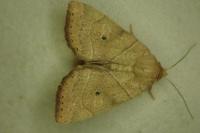 Cosmia trapezina
