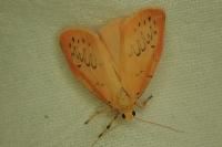 Miltochrista miniata