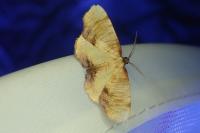 Plagodis dolabraria