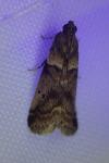 Acrobasis consociella