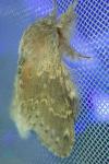 Stauropus fagi