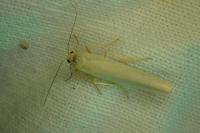 Manulea complana