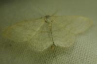 Idaea subsericeata