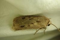 Agrotis exclamationis exclamationis