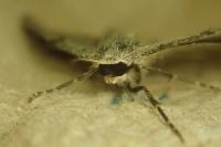 Pseudoterpna coronillaria