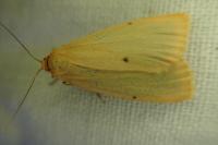 Cybosia mesomella