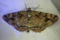 Alcis repandata