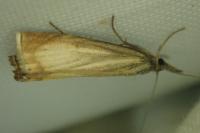 Chrysoteuchia culmella