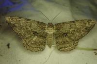 Hypomecis roboraria