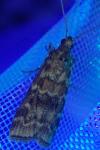 Dioryctria