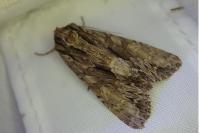 Apamea monoglypha monoglypha