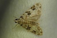 Eudonia delunella