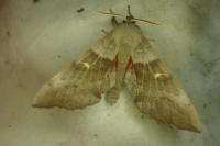 Laothoe populi