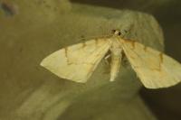 Gandaritis pyraliata