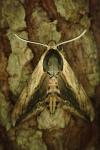 Sphinx ligustri