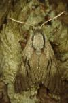 Hyloicus pinastri