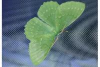 Geometra papilionaria