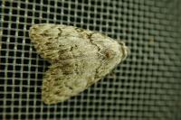 Meganola strigula