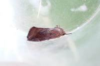 Cosmia pyralina