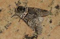 Furcula bifida