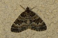 Electrophaes corylata