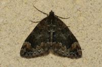 Dysstroma truncata