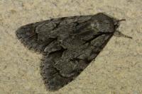 Acronicta psi/tridens