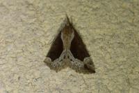 Hypena crassalis