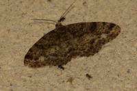 Parectropis similaria