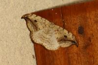 Drepana falcataria
