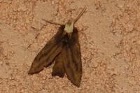 Ptilodon capucina