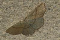 Cyclophora punctaria