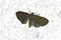 Eupithecia assimilata
