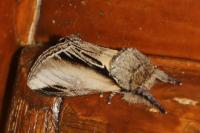 Pheosia tremula