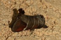 Clostera curtula