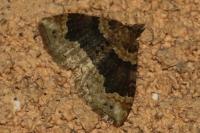 Xanthorhoe ferrugata