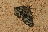 Ecliptopera silaceata
