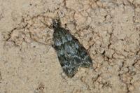 Scoparia ambigualis/basistrigalis