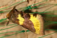 Diachrysia chrysitis