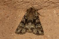 Pachetra sagittigera