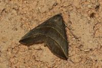 Colobochyla salicalis