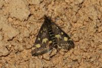 Pyrausta purpuralis