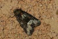 Oligia strigilis