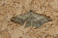 Macaria alternata
